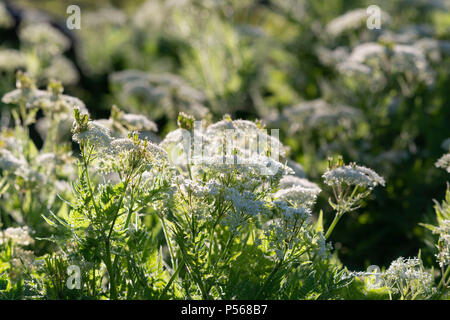 Süße Cicely (Myrrhis odorata) in wild wachsenden in Aberdeenshire, Schottland. Stockfoto