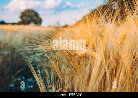 Gold Weizen flied mit Eiche Baum bei Sonnenuntergang Licht, ländliche Landschaft Stockfoto