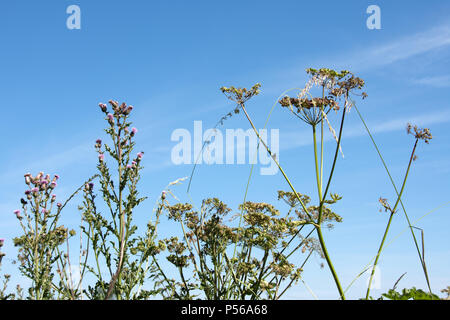 Wilde Petersilie in Hecke Stockfoto