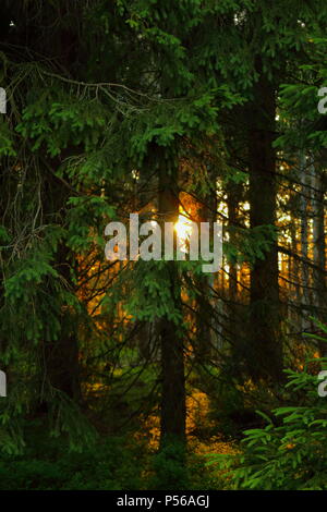 Romantischer Sonnenuntergang in einem Wald im Harz ein Mittelgebirge in Deutschland. Stockfoto