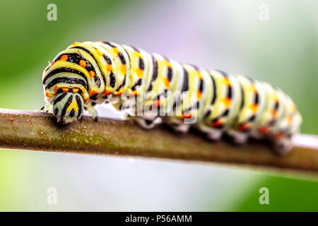 Pieris rapae Caterpillar in bedrohlichen Haltung Stockfoto