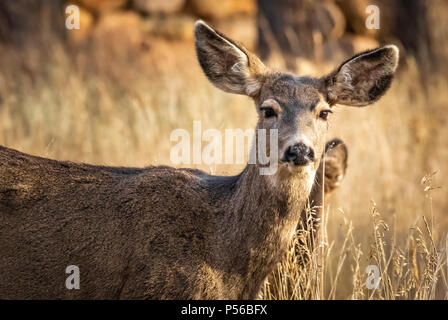 Hirsch Reh im Winter in Colorado Stockfoto