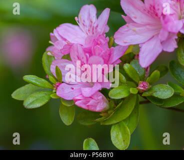 Rhododendron Rosa Blumen große Strauch. Stockfoto