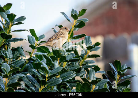 Eine weibliche Haussperling (Passer domesticus) Sitzstangen in einem holly bush Stockfoto