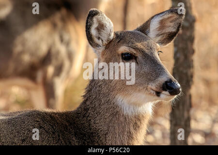 Porträt einer White tailed deer (Odocoileus virginianus) doe Stockfoto