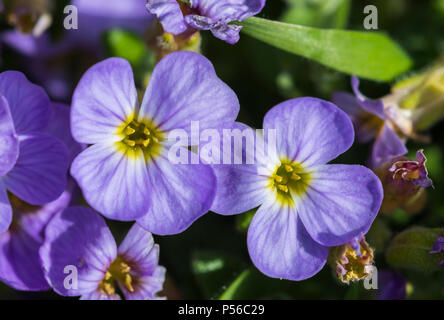 Lila Rock Kresse (Aubrieta deltoidea) Pflanzen und Blumen im Frühling wächst in Großbritannien. Stockfoto