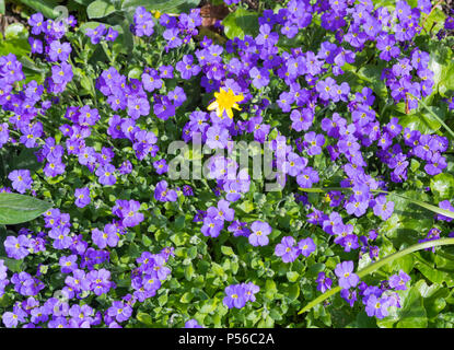 Lila Rock Kresse (Aubrieta deltoidea) Pflanzen und Blumen im Frühling wächst in Großbritannien. Stockfoto