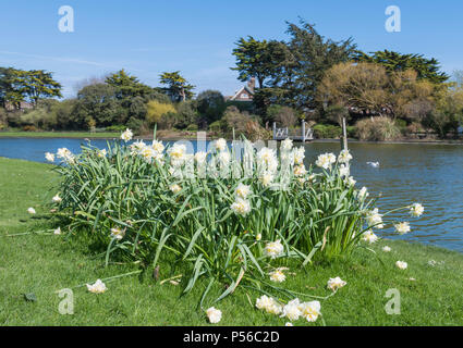 Weiße Narzissen Anzeige neben einem See in einem Park, mit einigen Blüten auf den Boden gefallen, am Ende der Saison im Frühjahr in Großbritannien. Stockfoto