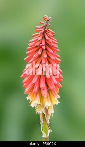 Single orange und gelb Red Hot Poker Blume (kniphofia Tritoma, AKA, Taschenlampe Lilie oder Poker plant) im Sommer in West Sussex, UK. Redhot Poker Porträt Stockfoto