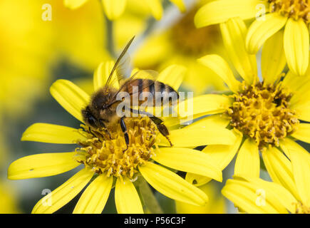 Die westliche Honigbiene (Apis mellifera), die auf eine gelbe Blume im Sommer in West Sussex, England, UK. Bestäubung. Die bestäubung. Stockfoto