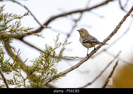 Gelbe Rumped Warbler (Setophaga coronata) in einem Winter Baum Stockfoto