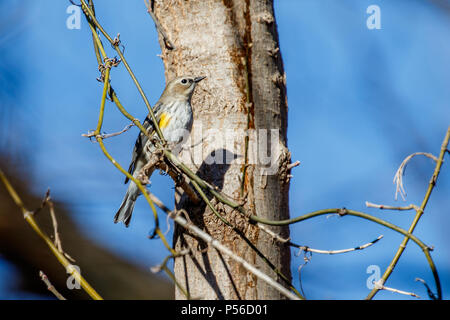Yrllow Rumped Warbler (Setophaga coronata) in einem Winter Baum gehockt. Stockfoto