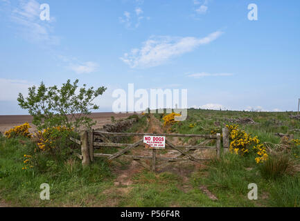 Einer der vielen Wanderwege, die Karotte Hill in der Nähe von Forfar in Angus, Schottland führen. Dieses hat ein Tor mit einem Hunde an der Leine zu unterzeichnen. Stockfoto