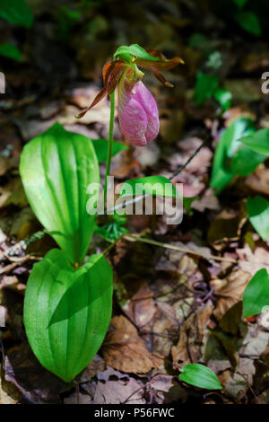 Wild Lady Slipper Pflanze, die provinzielle Blume von Prince Edward Island, Kanada. Stockfoto