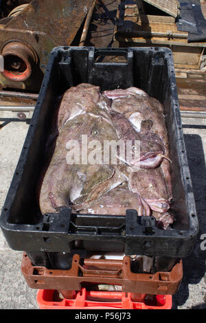 Lophius piscatorius, Seeteufel frisch gefangenen auf dem Kai gelandet. Stockfoto