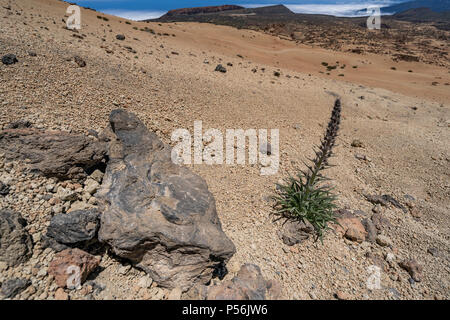 Teneriffa. Wanderer und Naturliebhaber mit Blick auf die Landschaft des Caldera auf dem Abstieg vom Teide Gipfel, der 3718 m aktiven Vulkan. Stockfoto