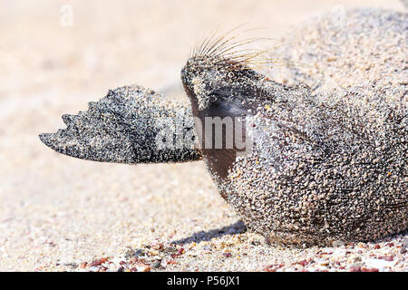 In der Nähe der Galapagos sea lion in Sand am Espanola Island, Galapagos, Ecuador. Diese seelöwen ausschließlich Rasse in der GALAPAGO Stockfoto