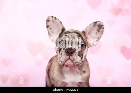 Französische Bulldogge Welpen Stockfoto