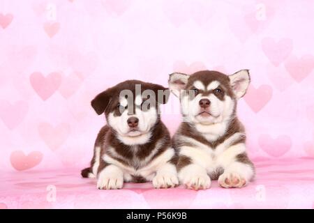 Alaskan Malamute Welpen Stockfoto