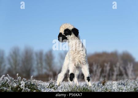 Wallis Blacknose Lamm Stockfoto