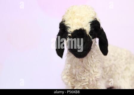 Wallis Blacknose Lamm Stockfoto