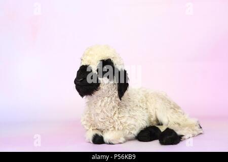 Wallis Blacknose Lamm Stockfoto