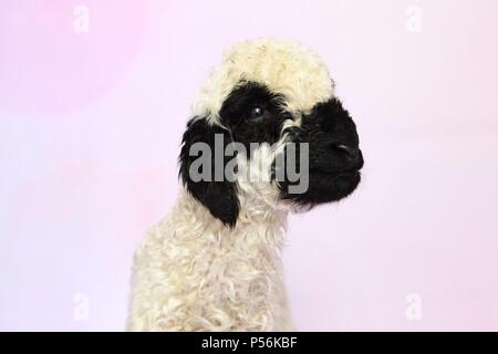 Wallis Blacknose Lamm Stockfoto