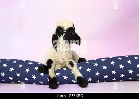 Wallis Blacknose Lamm Stockfoto