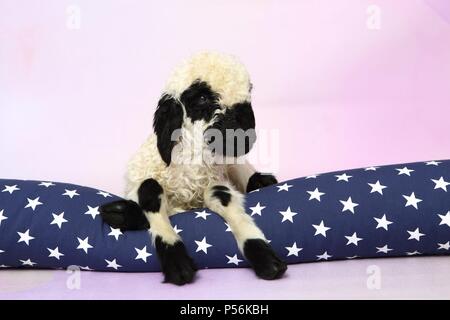 Wallis Blacknose Lamm Stockfoto