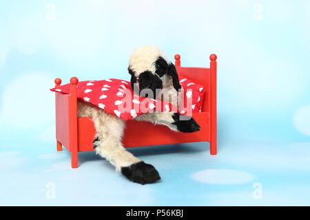 Wallis Blacknose Lamm Stockfoto