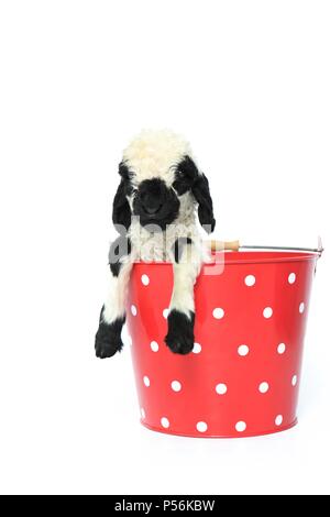 Wallis Blacknose Lamm Stockfoto