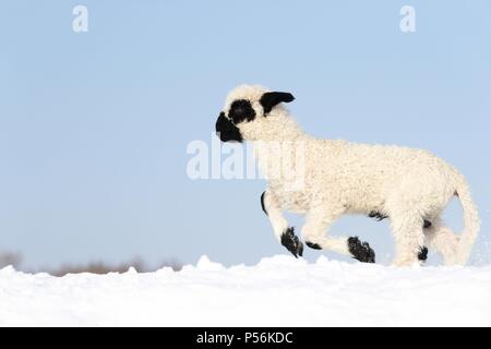 Lamm Stockfoto