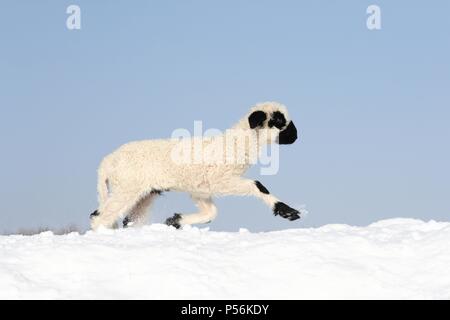 Lamm Stockfoto