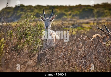 gemeinsame eland Stockfoto