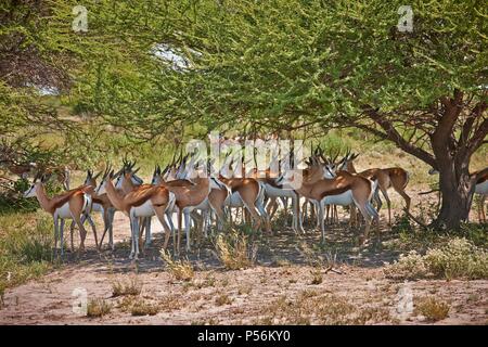 Springböcke Stockfoto
