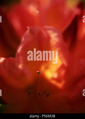 Blühende Azalee Blumen, mit zarten Rot Lila Sträuchern. Schöne blühende Azalee Blumen im Frühling Stockfoto