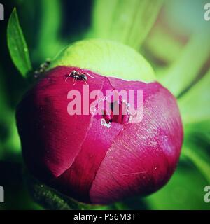 Red Ants auf eine Pfingstrose Bud. Aggressive ameisen Eröffnung bud der Pfingstrose und Trinken süßen Saft. Stockfoto