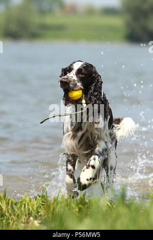 Englisch Springer Spaniel Stockfoto