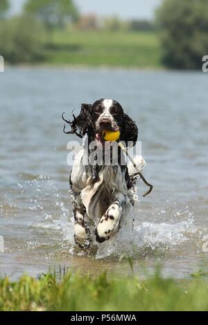 Englisch Springer Spaniel Stockfoto