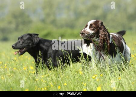 2 Hunde Stockfoto