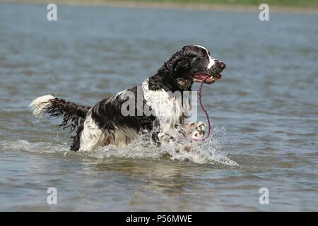 Englisch Springer Spaniel spielen Stockfoto