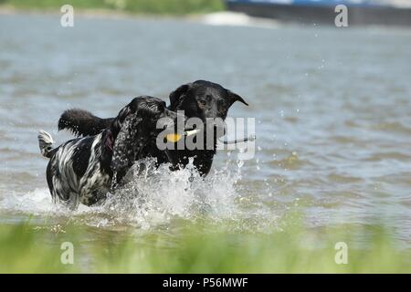 2 Hunde Stockfoto