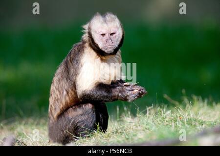 Buffy - vorangegangen Kapuziner Stockfoto