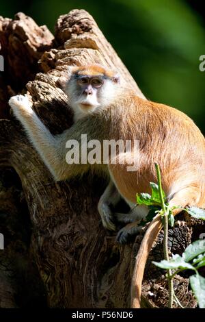 Husar Monkey Stockfoto