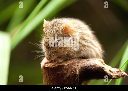 Barbary lemniscomys Stockfoto