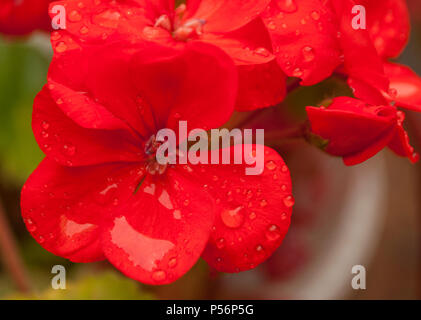 In der Nähe von schönen roten Geranien Blütenblätter mit Regen fällt. Stockfoto