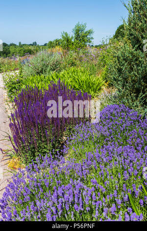 Chemische Garten an der RHS Hyde Hall Gardens Stockfoto