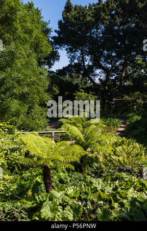 Baumfarne im Robinson Garten an der RHS Hyde Hall Stockfoto