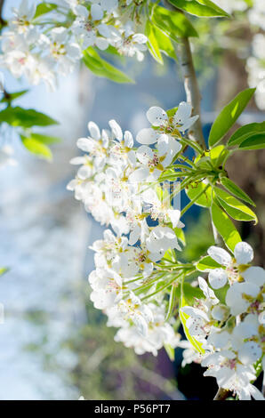 Blühende cherrybranches auf einem Baum im Frühling. Selektive konzentrieren. unscharfes Bild Stockfoto