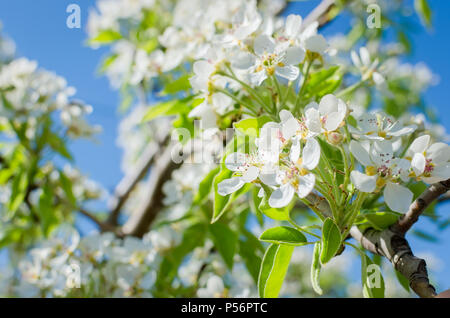 Blühende cherrybranches auf einem Baum im Frühling. Selektive konzentrieren. Stockfoto
